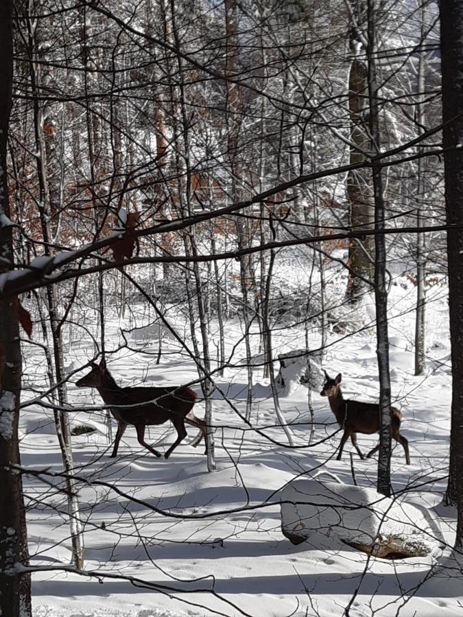 Apartamenty Przy Swierku Szklarska Poreba Bagian luar foto